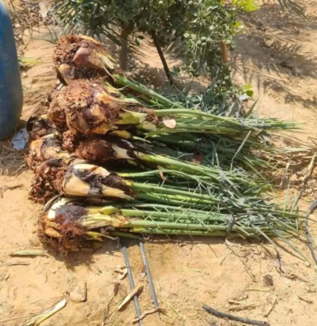 فسائل نخيل حديثة القطع موضوعة على الرمل وتظهر جذورها
