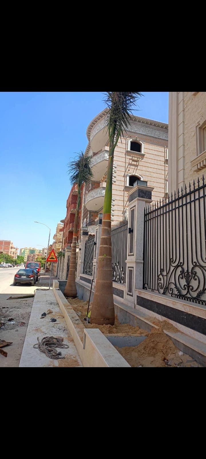 نخيل طويل مزروع حديثاً أمام سور فيلا في تربة رملية
