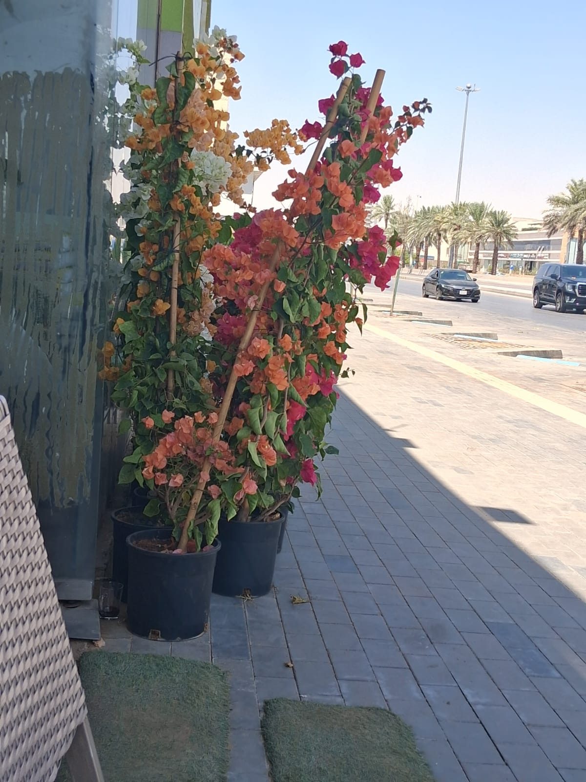 أصص بوجانفيليا ملوّنة معروضة على الرصيف أمام واجهة المحل