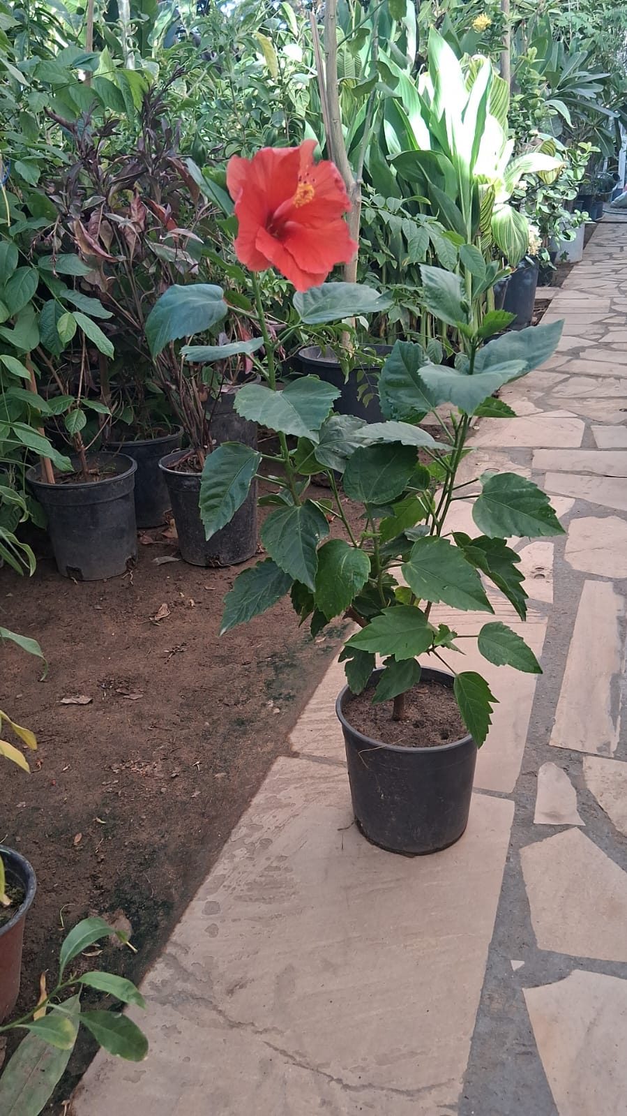 نبتة كركديه بزهرة حمراء في أصيص أسود داخل ممر المشتل